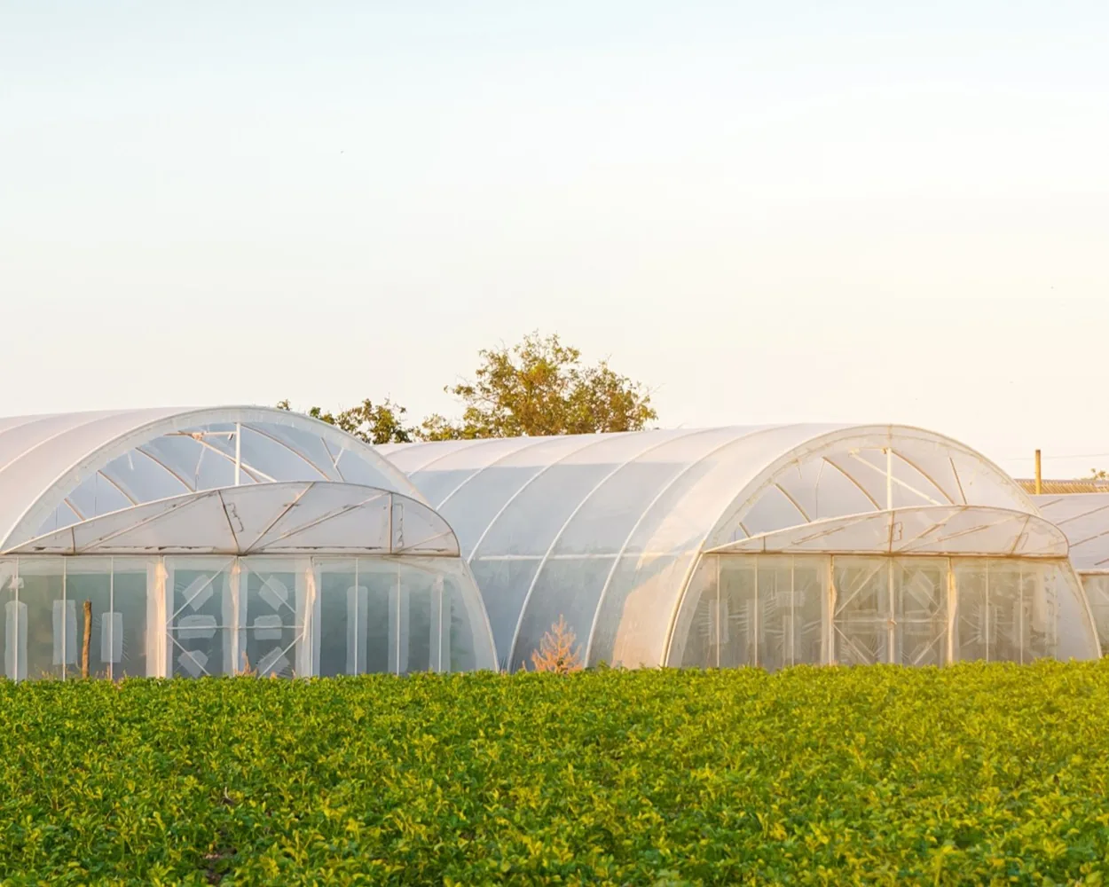 Greenhouses representing Biochar growing-media applications