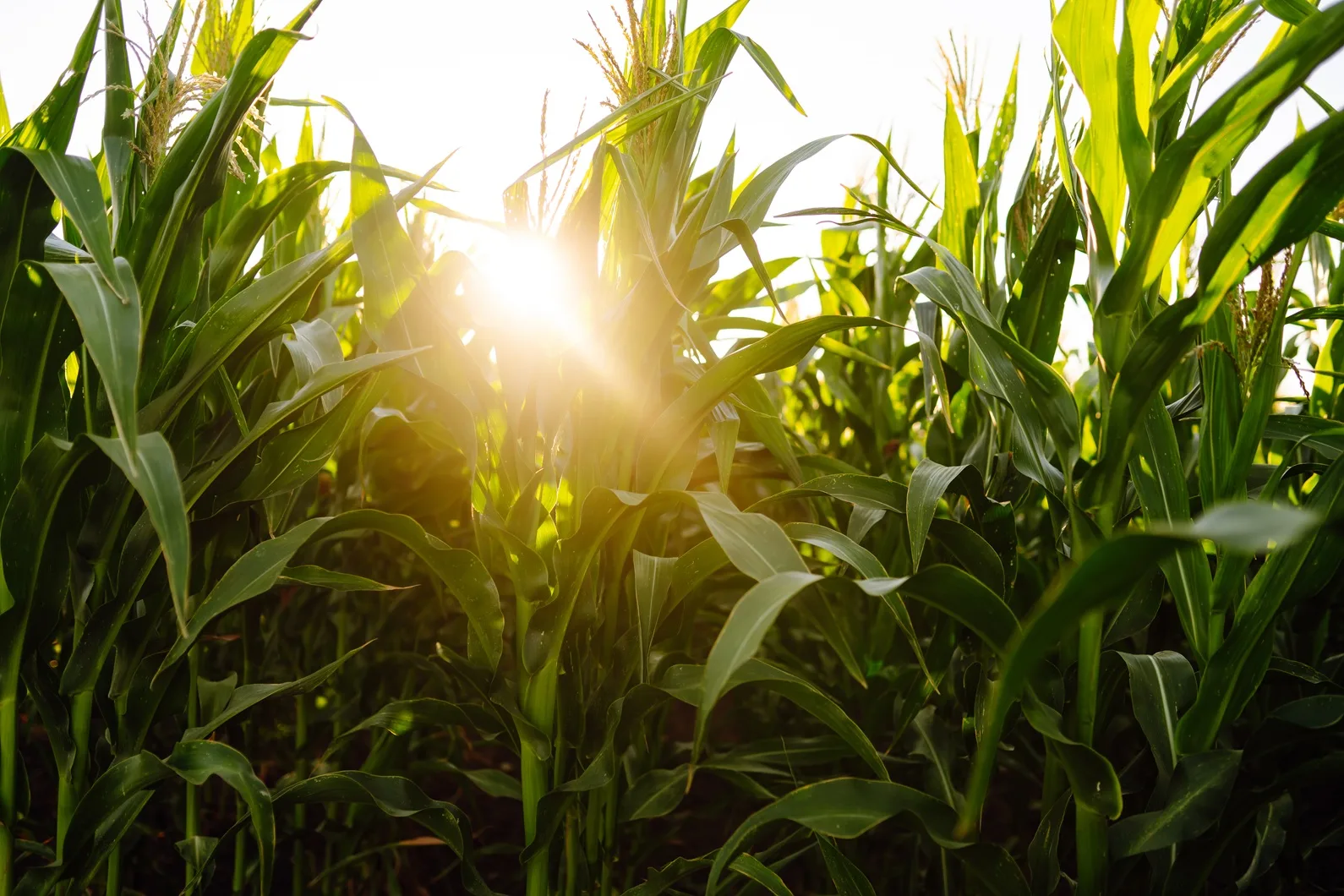 Healthy corn field representing Biochar use in Canadian crop fields and agricultural soil