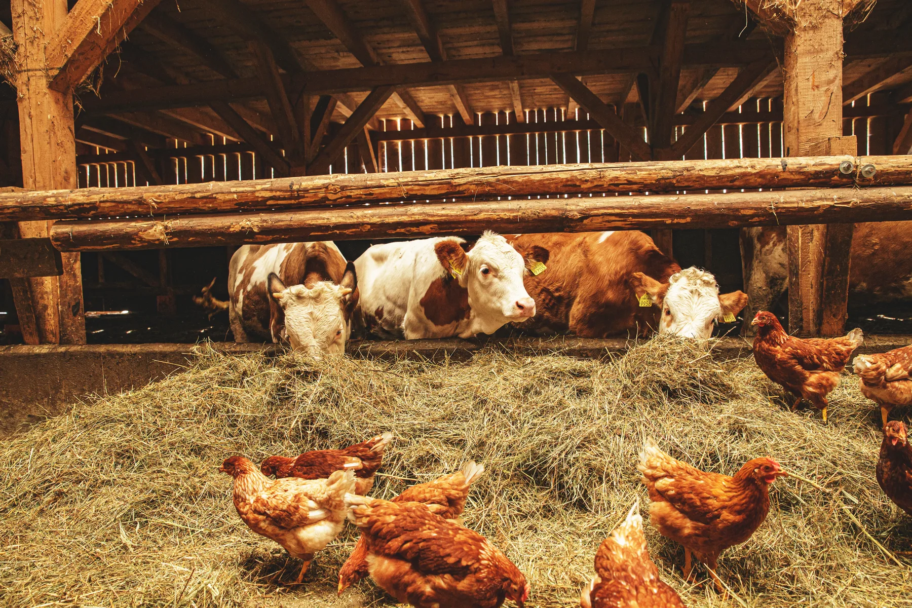Cattle and chickens in a barn representing Biochar use in livestock bedding and manure management