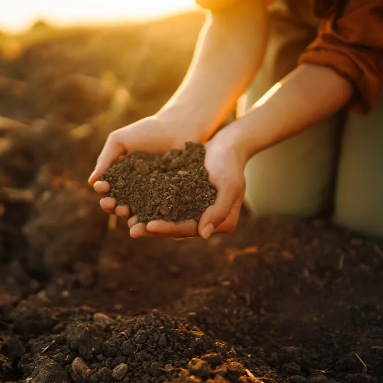 Gardener holding soil during preparation of sandy or depleted garden soil