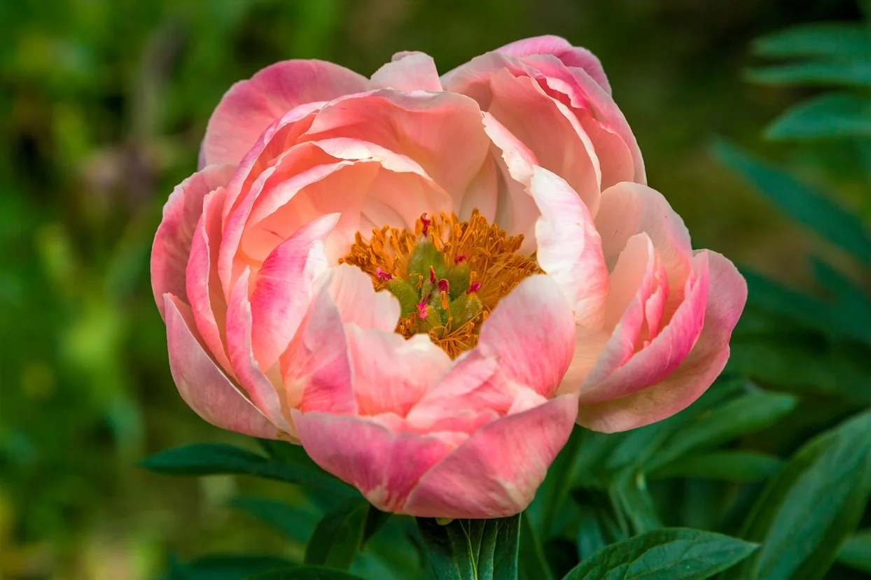 Healthy pink peony representing long-term garden and perennial care with Biochar