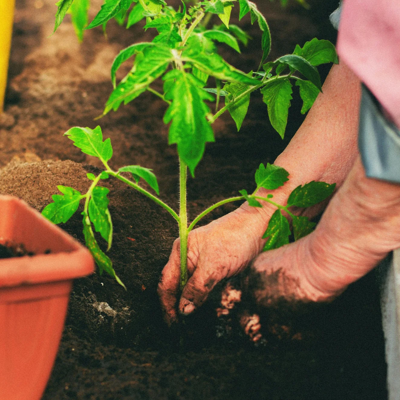 Gardener planting a tomato plant in healthy raised-bed soil with Biochar