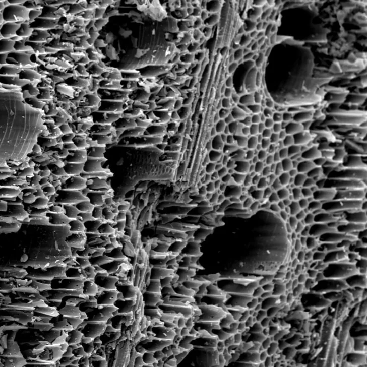 Microscope image showing the porous structure of a Biochar particle