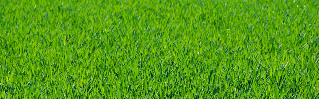 Biochar in Lawn