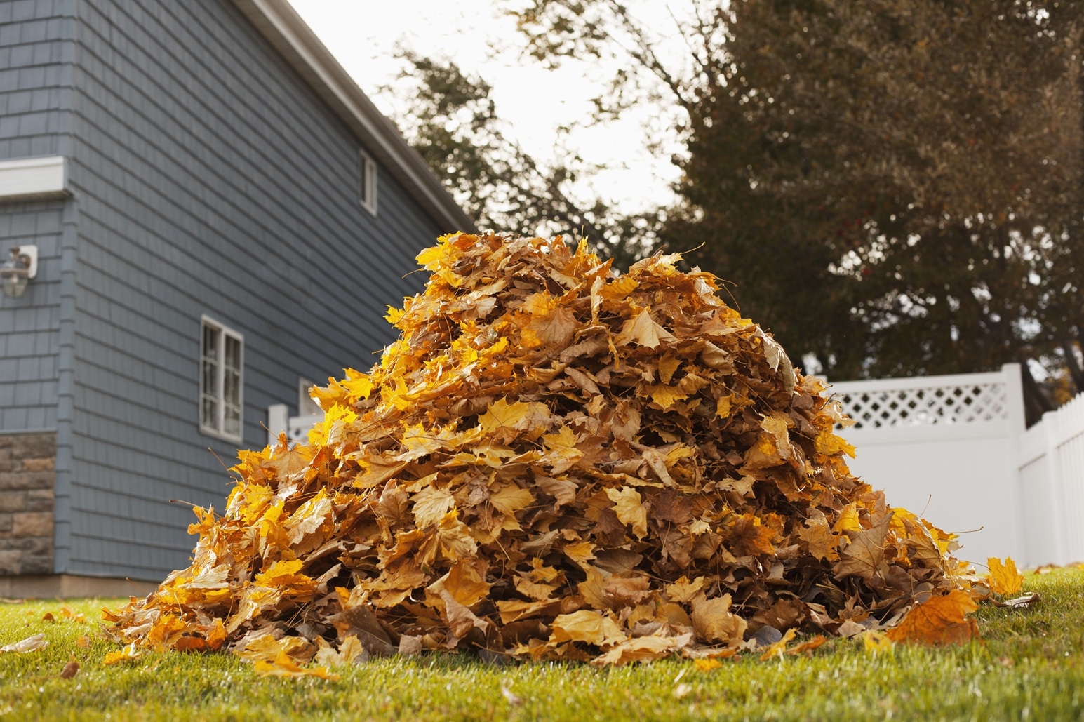 Biochar and leaves for this fall composting